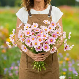 Daydream, Cosmo Seeds